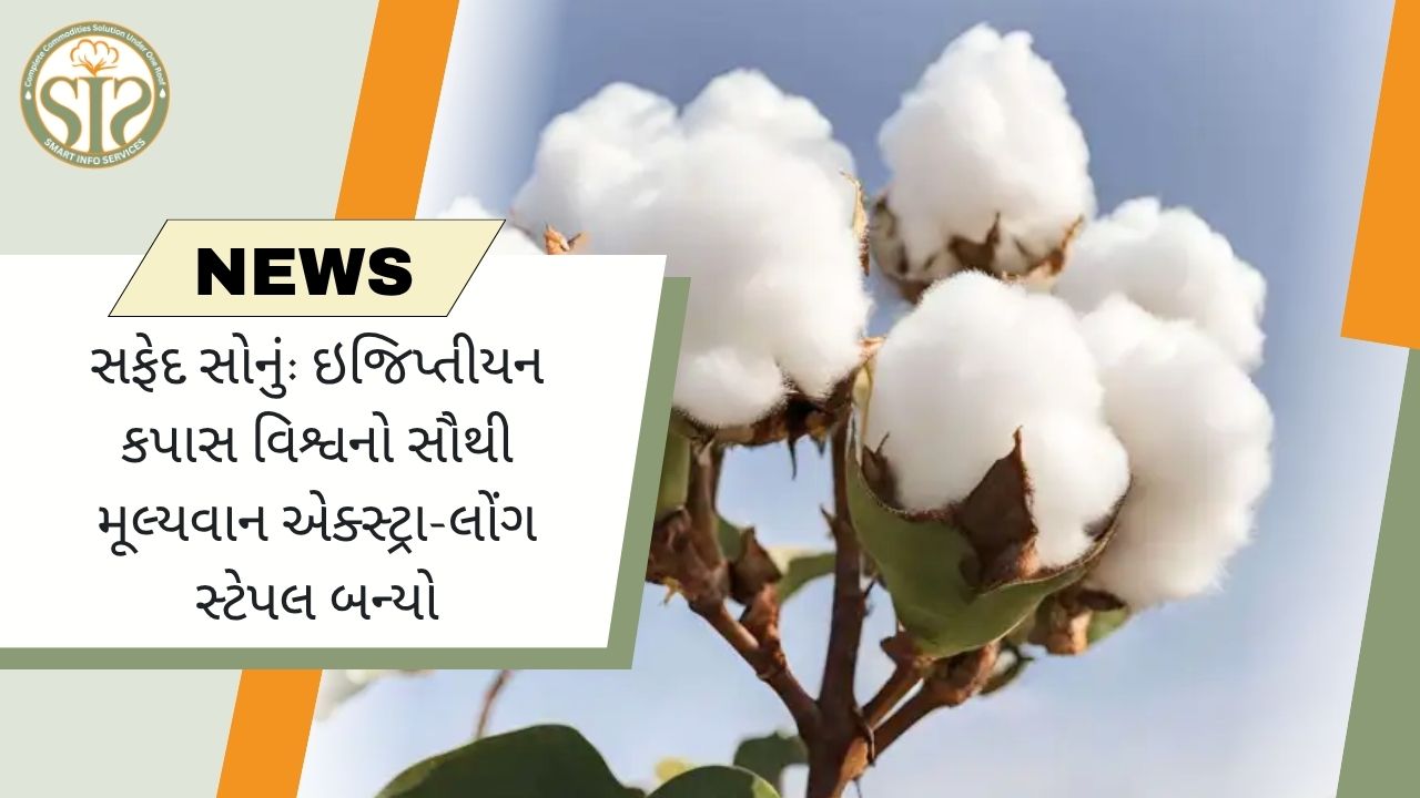 ઇજિપ્તીયન કપાસ વિશ્વનું સૌથી મોંઘુ સફેદ સોનું બન્યું