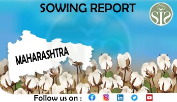 *MAHARASHTRA Cotton Sowing Report As On 19 AUG 2024*