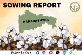 *MAHARASHTRA Cotton-2025 Season Sowing Report As On 09.06.25*