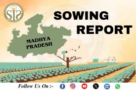 *MADHYA PRADESH Cotton-2025 Season Sowing Report As On 11.07.25*