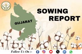 *GUJARAT Cotton-2025 Season Sowing Report As On 18.08.25*