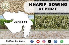 *GUJRAT KHARIF SOWING 2025 AS ON 09/06/2025*