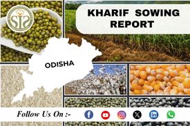 ODISHA Kharif-2022 Season Sowing Report As On 25 Jun 2022