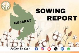 *GUJARAT Cotton-2026 Season Sowing Report As On 03.08.26*