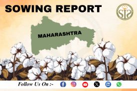 MAHARASHTRA Cotton-2026 Season Sowing Report As On 03.08.26