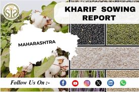 MAHARASHTRA Soyabean-2026 Season Sowing Report As On 03.08.26